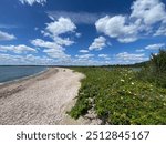 Beautiful beach scenery with wildflowers at Bluff Point in Groton, CT.