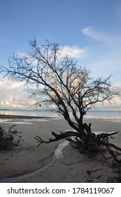 Belle plage et arbre