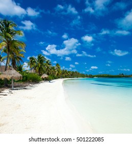 TROPICAL Definition amp Meaning MerriamWebster