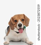 beautiful beagle dog with collar panting with tongue exposed and laying down in front of white background