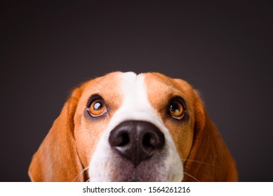 Beautiful Beagle Dog Isolated On Black Background. Studio Shoot. Looking Up, Headshoot Portrait