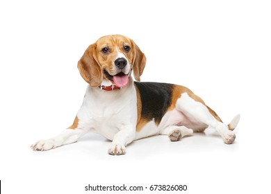 beautiful beagle dog isolated on white - Shutterstock ID 673826080