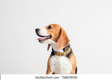 Beautiful Beagle Dog On White Background.