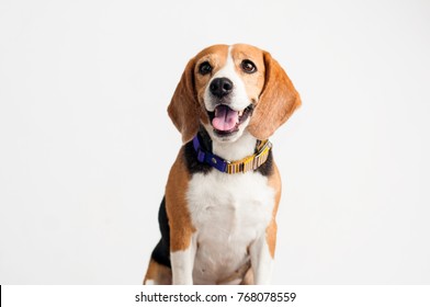 Beautiful Beagle dog on white background. - Shutterstock ID 768078559