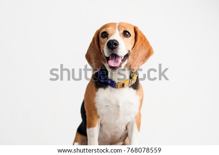 Beautiful Beagle dog on white background.