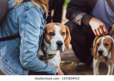 Beautiful Beagle At The Dog Show At The Hands Of The Owner