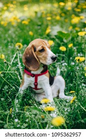 Beautiful beagle puppy sitting on the green meadow among yellow dandelions. Sunny day in the park - Shutterstock ID 1095362957