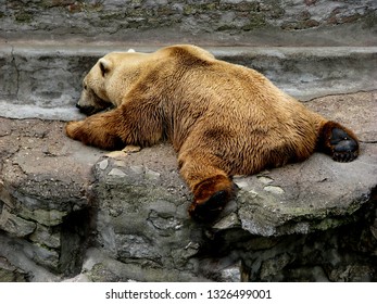 Beautiful bear sleeping on a rock mountain in zoo