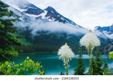 Beautiful beargrass wildflowers at Grinnel Lake in Glacier National Park USA
