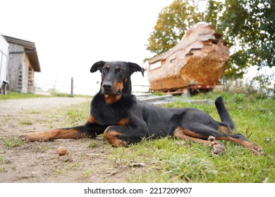  A Beautiful Beauceron (french Shepard Dog) Lying In The Sun