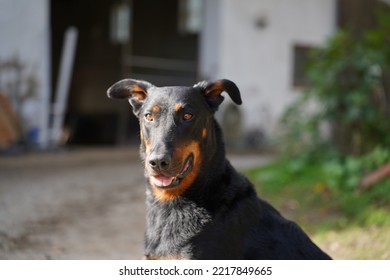  A Beautiful Beauceron (french Shepard Dog) Lying In The Sun