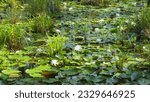 Beautiful Bed of Lily Pads and White Lotus across Swamp; Moncks Corner, South Carolina.