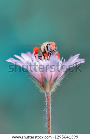 Similar – Bee flight, bee and poppy