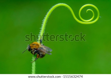 Image, Stock Photo earth bee Nature Plant