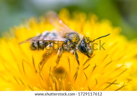 
beautiful bee on a flower in yellow is very close