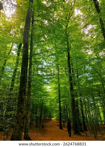 Beautiful beech forest with a path in Bøkeskogen in Larvik
