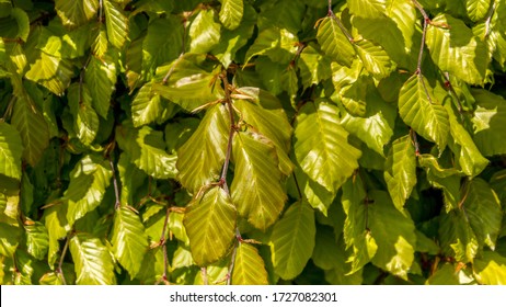 Beautiful beech hedge taken in sunshine. Green and light green colors background photo