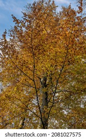 Beautiful Beech Tree With Autumn Colors And Blue Sky Background