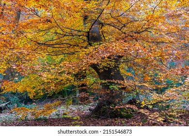 A Beautiful Beech Tree In It's Autumn Colours Of Golds,oranges, Yellows And Bronzes