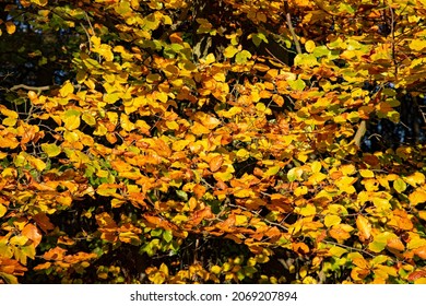 Beautiful Beech Tree In Sunny October