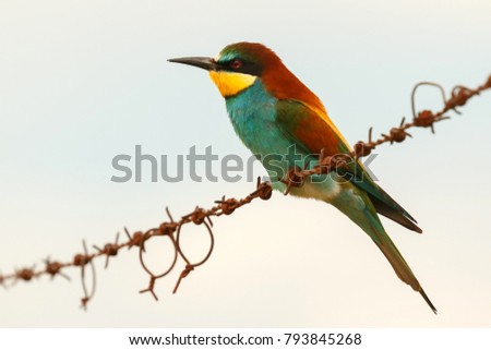 Image, Stock Photo ortrait of a colorful bird