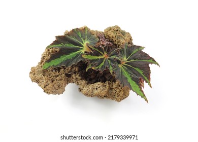 Beautiful Begonia Growth On Lava Rock Isolated On White Background