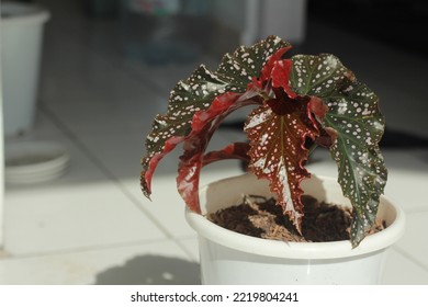 Beautiful Begonia Polkadot Moca Aroid Plant