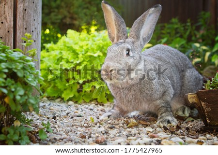beautiful belgian flemish giant rabbit in outdoor summer nature