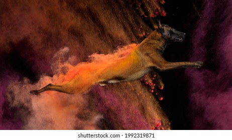 A beautiful Belgian Malinois dog poses in the studio jumping in a cloud of colored powder. - Powered by Shutterstock