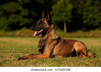 Beautiful Belgian Malinois Dog Walking Sitting Stock Photo (Edit Now ...