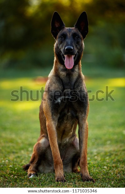 Beautiful Belgian Malinois Dog Walking Sitting Stock Photo 1171035346