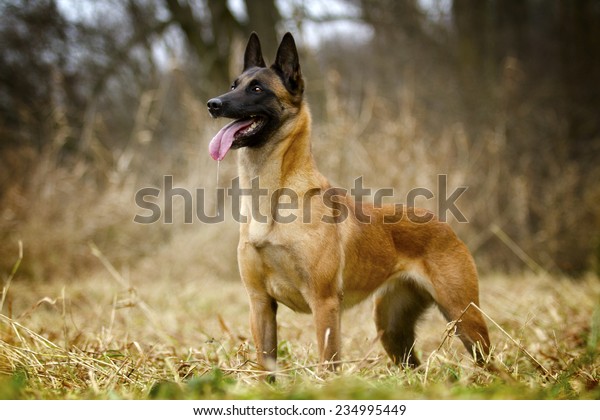 Beautiful Belgian Shepherd Malinois Dog Puppy Stock Photo Edit Now