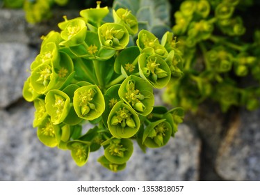 538件の Bells Of Ireland Flower の画像 写真素材 ベクター画像 Shutterstock