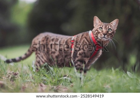 Image, Stock Photo Cute Bengal cat walking on sofa