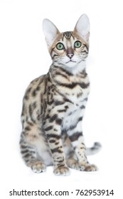 Beautiful Bengal Cat Domestic And Wild Cat Breed Sits Looking Up,  Isolated On White Background