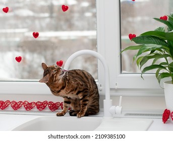 Beautiful Bengal Cat Drinking Water From A Tap