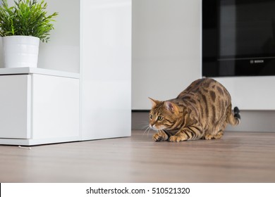 Beautiful Bengal Cat Hunting In The House And Playing By The Kitchen.