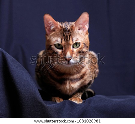 Bengal Cat Dark - Best Cat Wallpaper