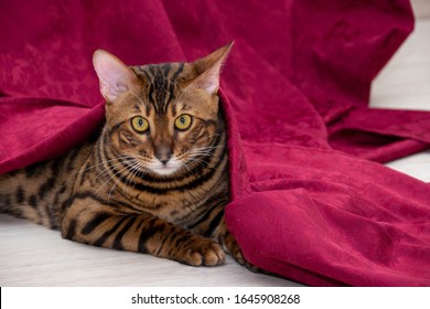 beautiful Bengal cat on a red background