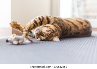 Beautiful Bengal Cat Playing In The House