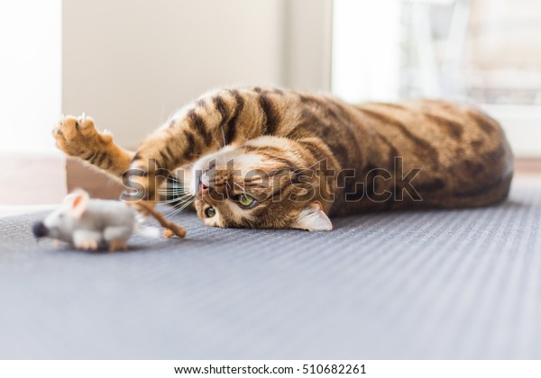Beautiful bengal cat\
playing in the house