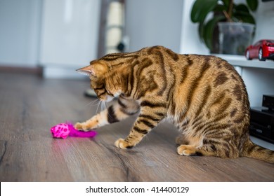 Beautiful Bengal Cat Playing With A Toy