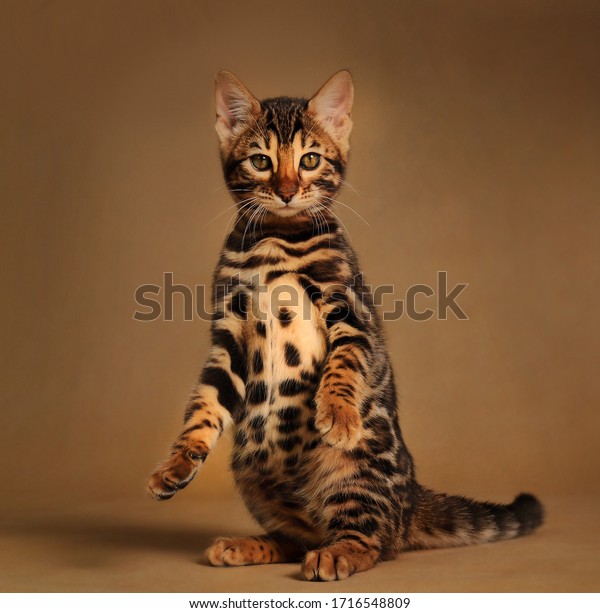 Beautiful bengal cat posing on the carmel gold\
background 