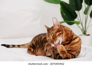 Beautiful bengal cat rosette in gold licking paw,cleaning,washing up on bed on white background.Copy space. - Powered by Shutterstock