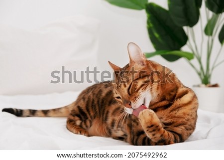 Beautiful bengal cat rosette in gold licking paw,cleaning,washing up on bed on white background.Copy space.