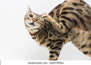 Beautiful Bengal Cat Scratching And Itching, Isolated On A White Background. 