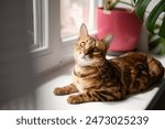 beautiful Bengal cat with striking markings lounges on a windowsill, gazing outside with curious eyes, next to a pink pot plant, in a cozy indoor setting. Blurred foreground 