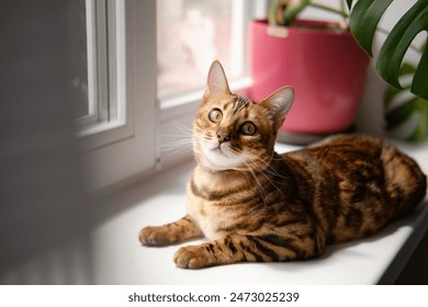 beautiful Bengal cat with striking markings lounges on a windowsill, gazing outside with curious eyes, next to a pink pot plant, in a cozy indoor setting. Blurred foreground  - Powered by Shutterstock
