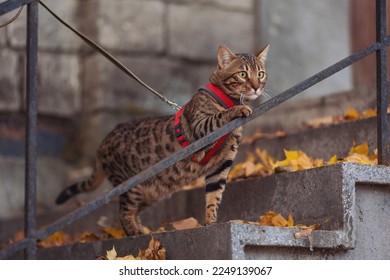 A beautiful bengal cat walks among yellow leaves on a autumn day. A pet on a walk in city. Domestic cat on stairs. Sweet pet wandering outdor adventure. cat posing on the stairs of an old house. - Shutterstock ID 2249139067