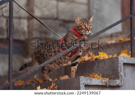 A beautiful bengal cat walks among yellow leaves on a autumn day. A pet on a walk in city. Domestic cat on stairs. Sweet pet wandering outdor adventure. cat posing on the stairs of an old house.